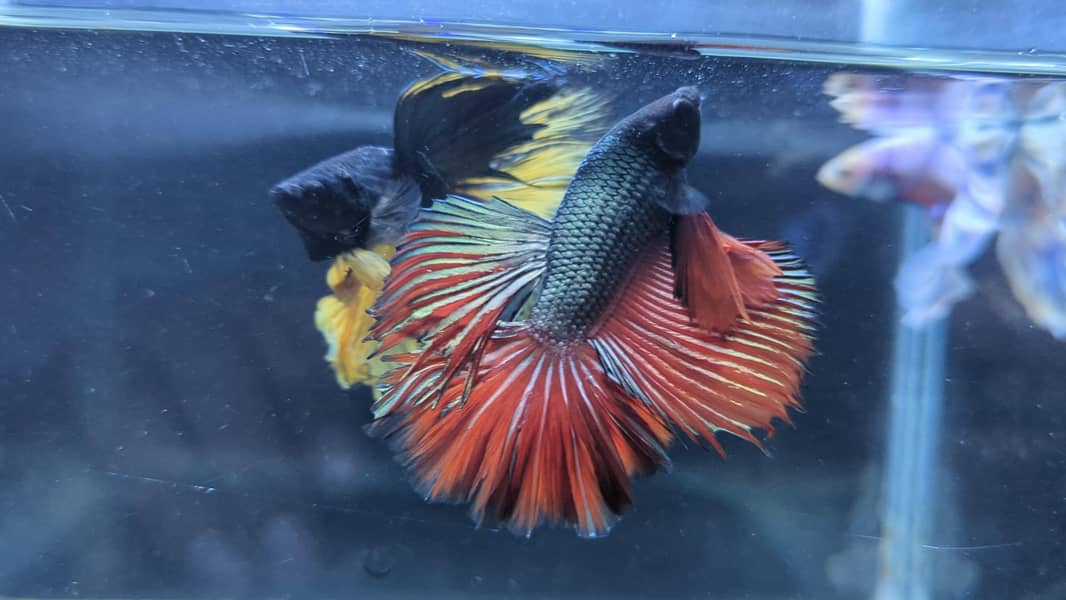 Full Moon Betta Fish 12