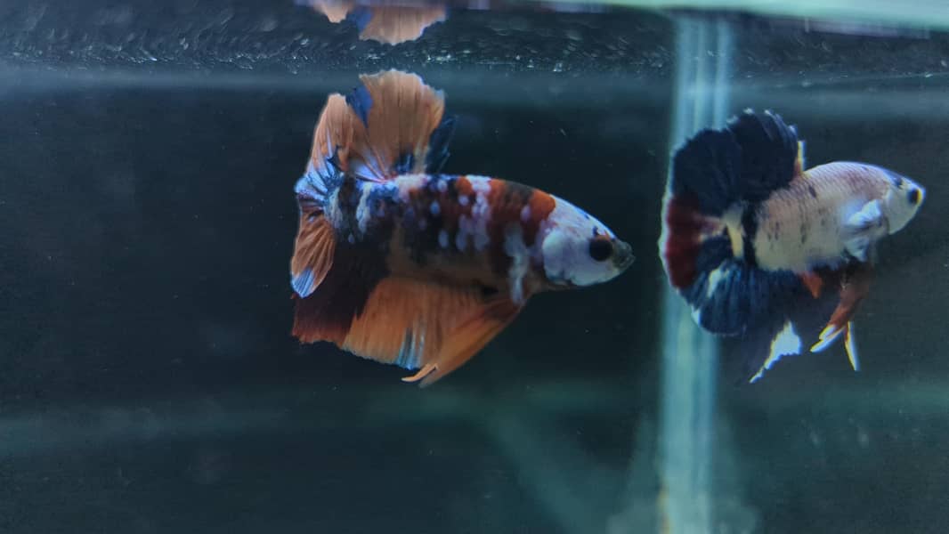 Full Moon Betta Fish 13