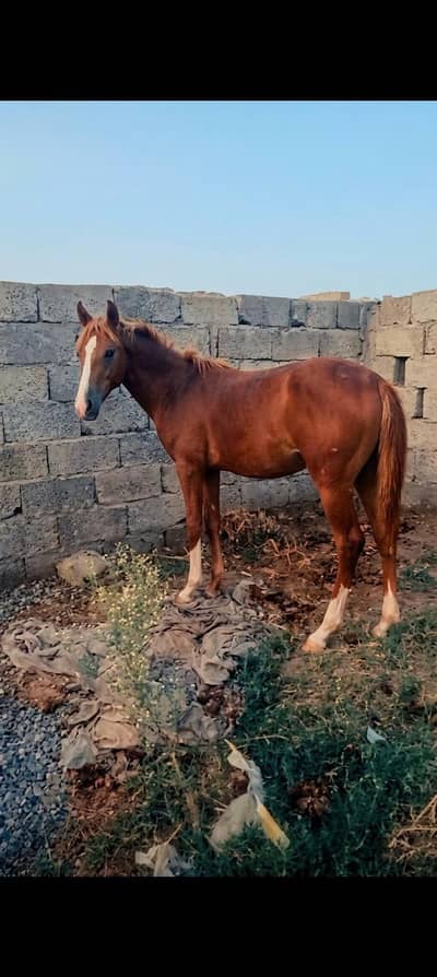 Horse for sale 4 month