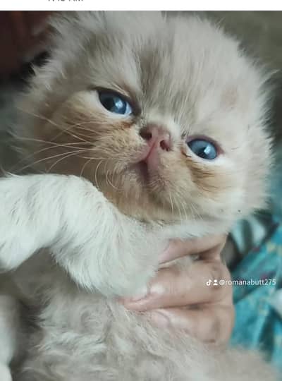 Persian peki cats for sale