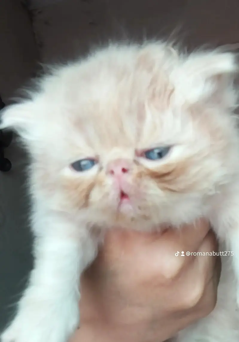 Persian peki cats for sale — photo 3