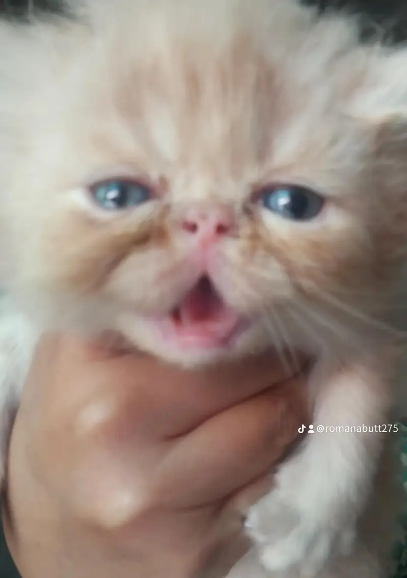 Persian peki cats for sale — photo 4