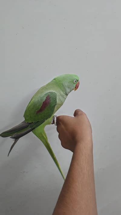 healthy talking parrot