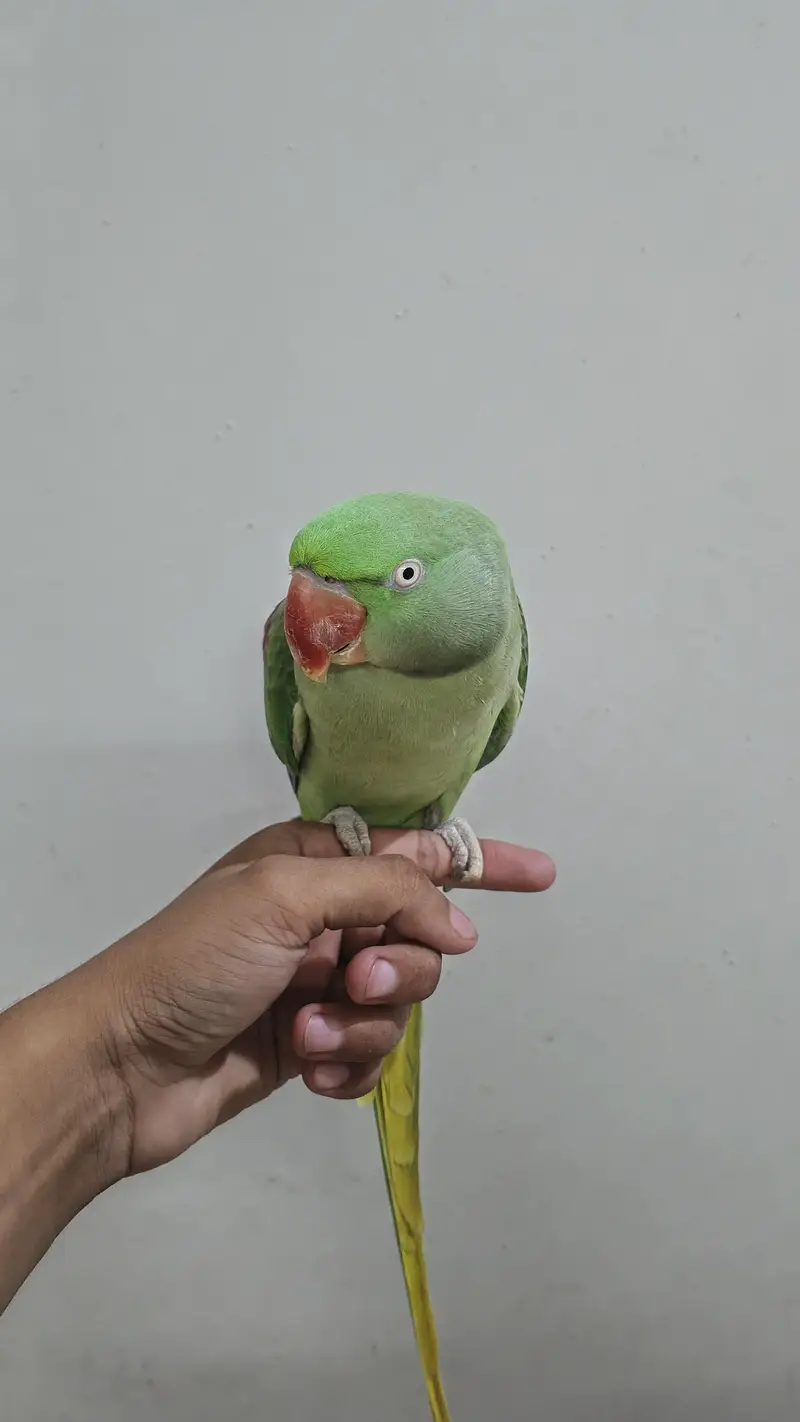 healthy talking parrot — photo 2