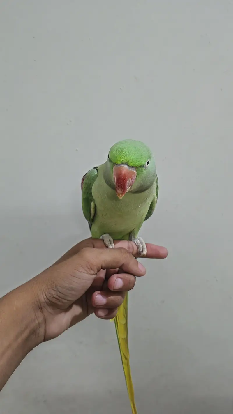 healthy talking parrot — photo 3