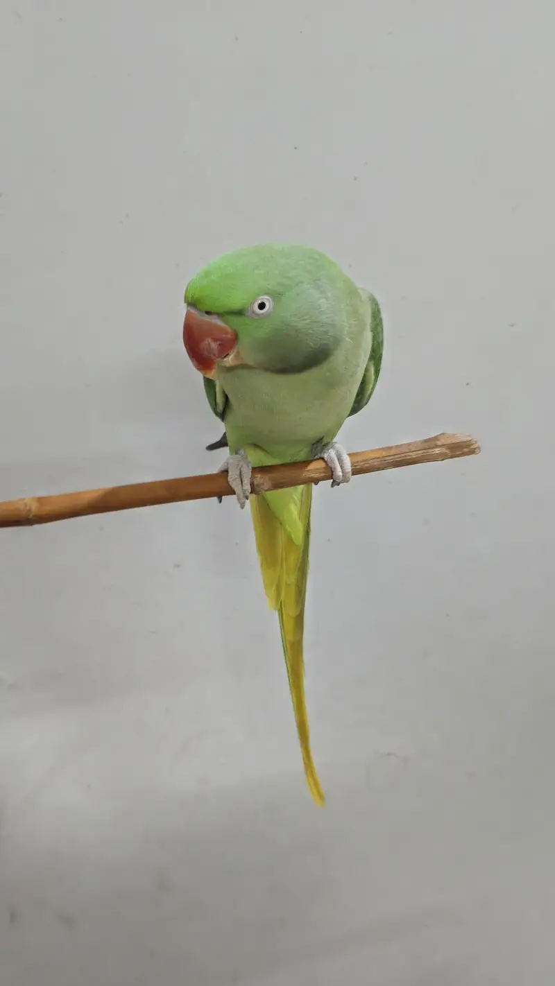healthy talking parrot — photo 4