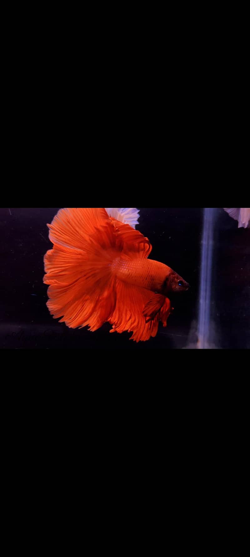 Full Moon Betta Fish 0