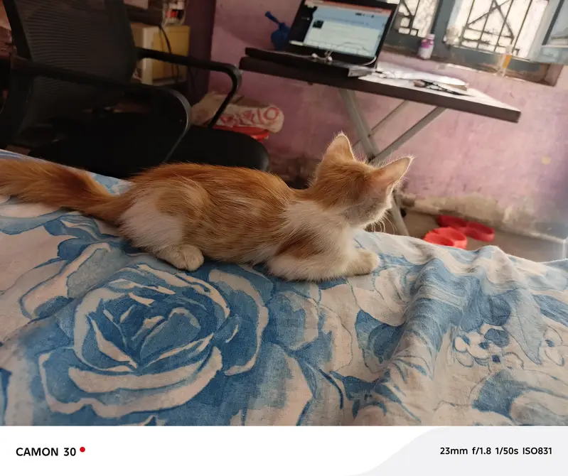 one male one female persian cats . . — photo 2