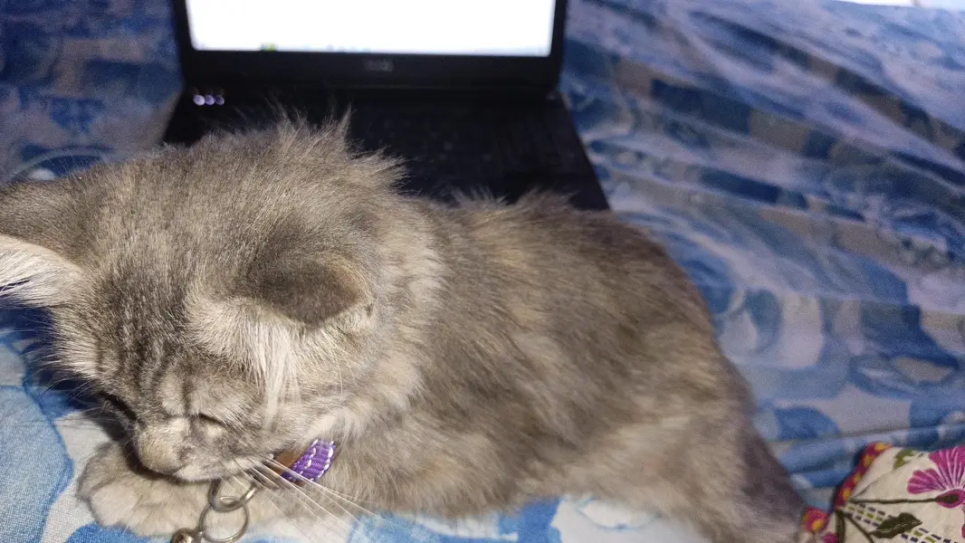 one male one female persian cats . . — photo 3