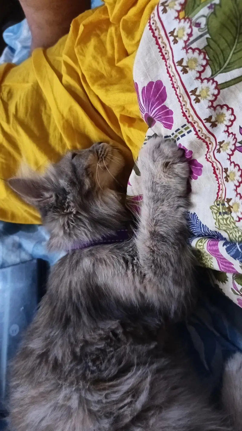 one male one female persian cats . . — photo 4