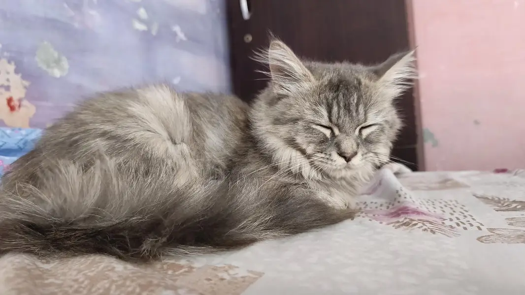 one male one female persian cats . . — photo 5