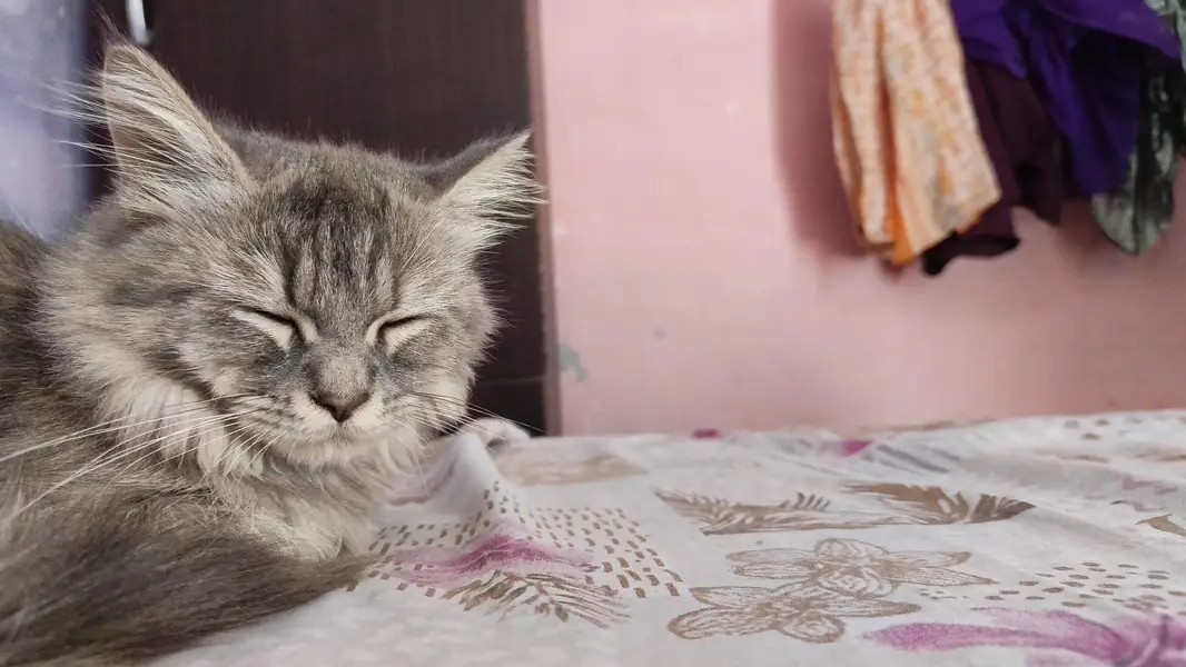 one male one female persian cats . . — photo 6