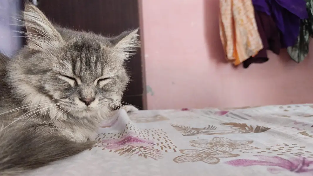 one male one female persian cats . . — photo 7