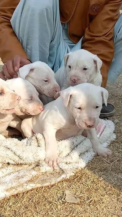 Gultair Puppy In peshawar