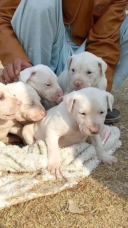 Gultair Puppy In peshawar