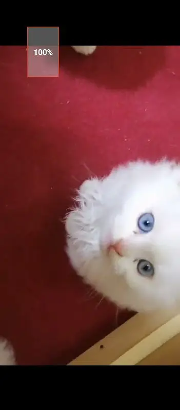 Persian cat for sale male female vaccine clear — photo 2