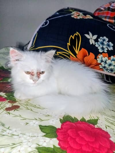 Persian Cat White For Sale