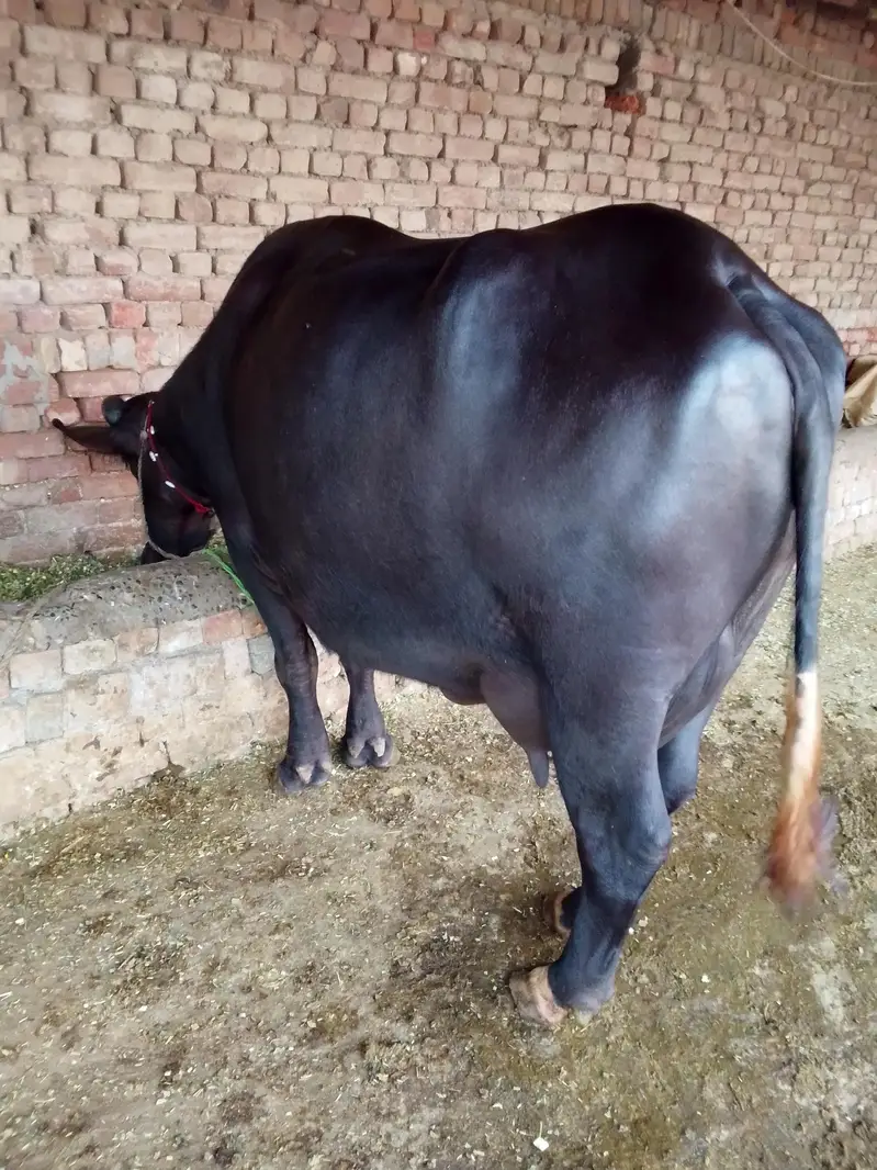 Buffalo / بھینس / neli ravi cross / cow for sale — photo 4