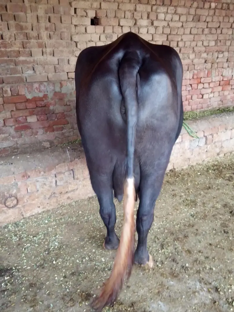 Buffalo / بھینس / neli ravi cross / cow for sale — photo 5