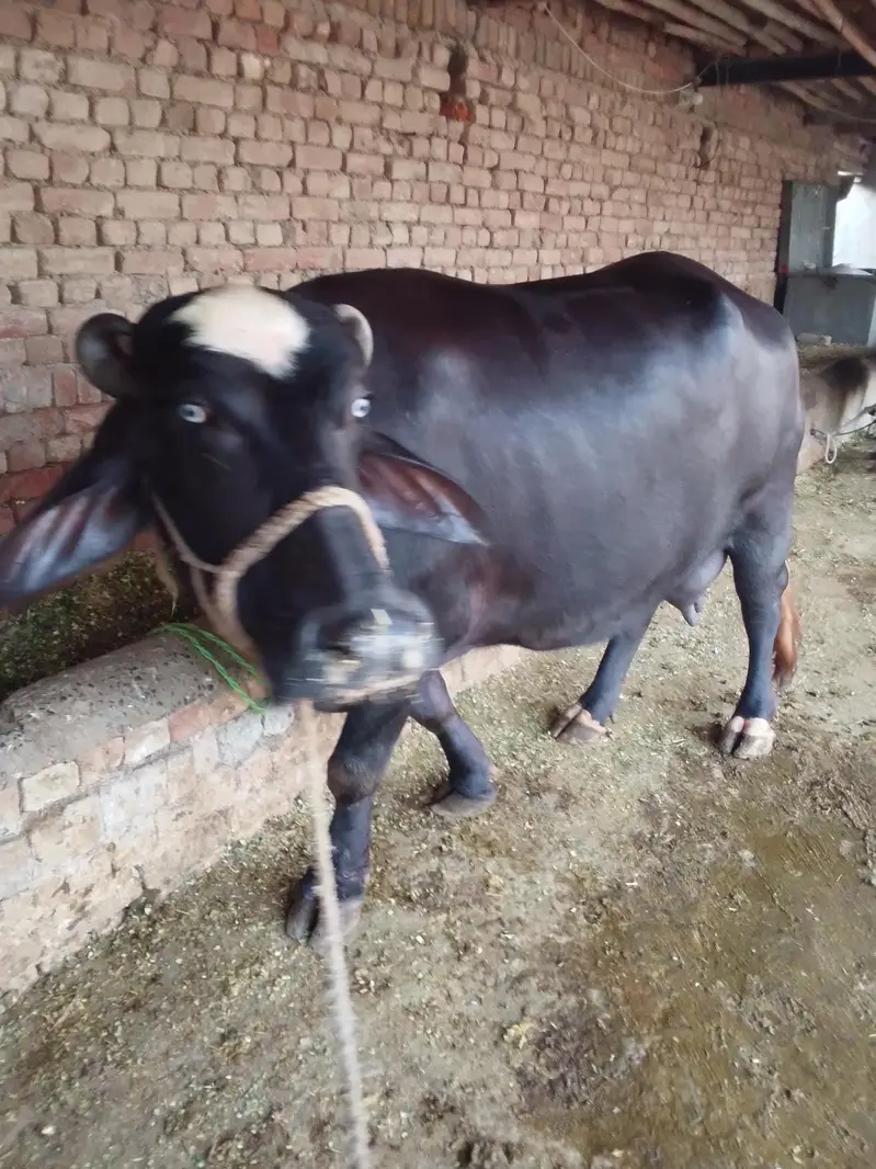 Buffalo / بھینس / neli ravi cross / cow for sale — photo 6