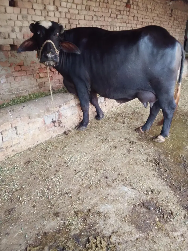 Buffalo / بھینس / neli ravi cross / cow for sale — photo 7