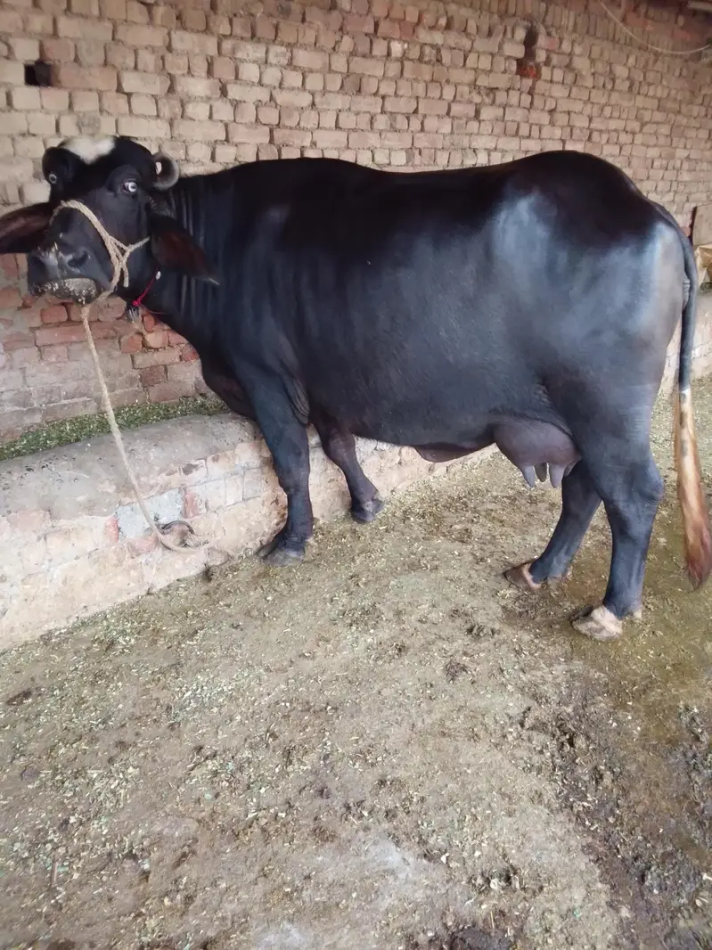 Buffalo / بھینس / neli ravi cross / cow for sale — photo 8