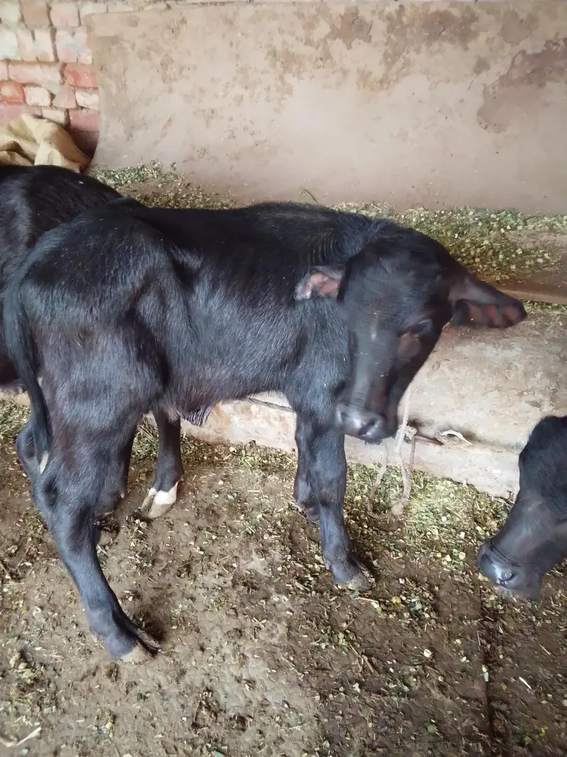 Buffalo / بھینس / neli ravi cross / cow for sale — photo 9