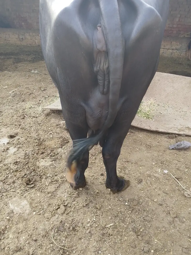 Buffalo / بھینس / neli ravi cross / cow for sale — photo 10