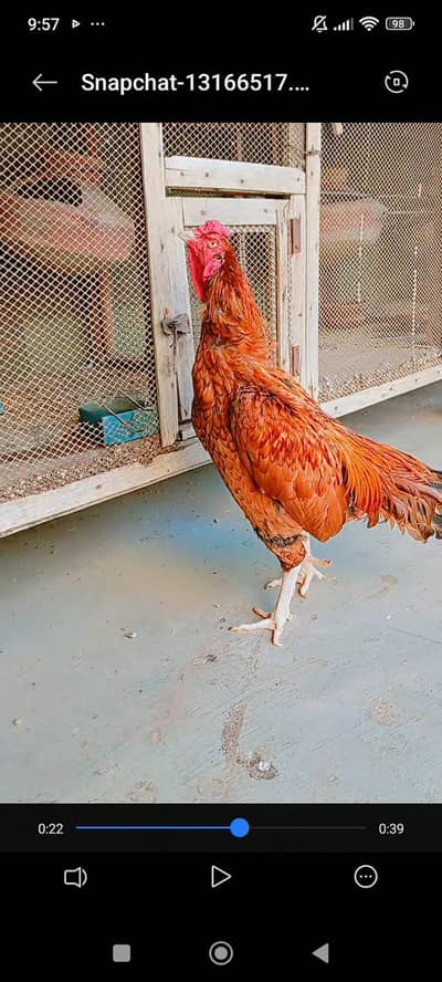 Aseel peela breeder male