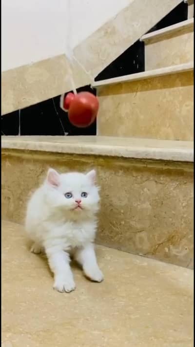 Healthy kitten for Sale -  (Very Friendly)