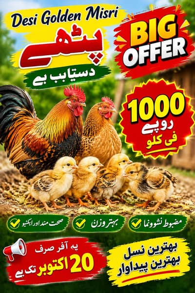 Desi golden misri pathy dastiyab hai