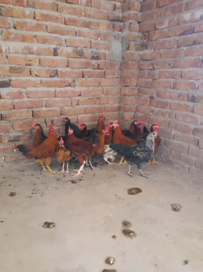 Desi golden misri pathy dastiyab hai — photo 2