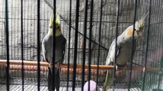 parrots,cages,pegions