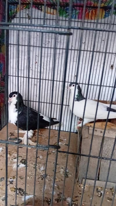 parrots,cages,pegions