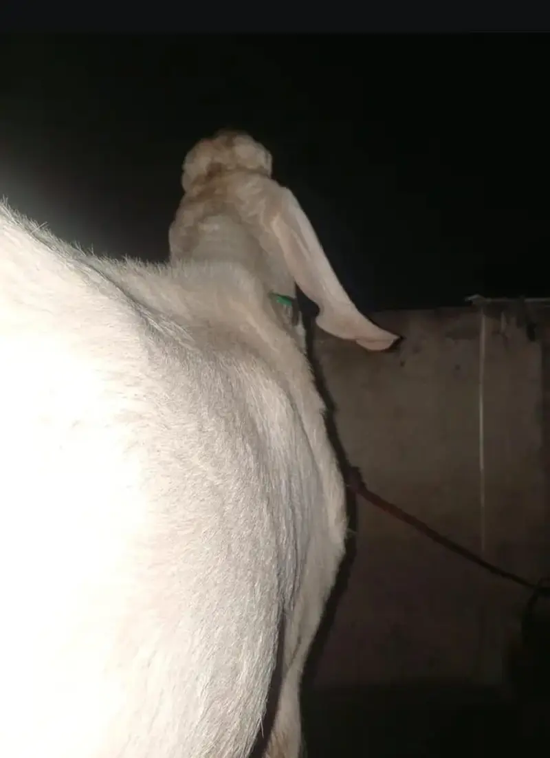 pure rajapuri gulabi bakra for sale — photo 3