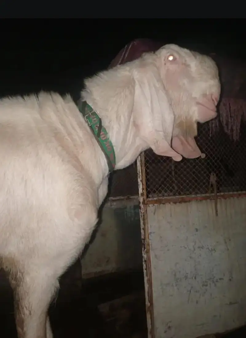 pure rajapuri gulabi bakra for sale — photo 4