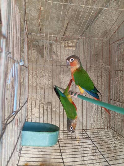 Green chick breader pair available