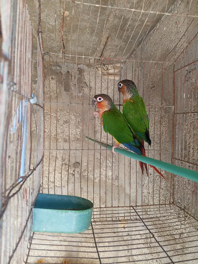 Green chick breader pair available — photo 2