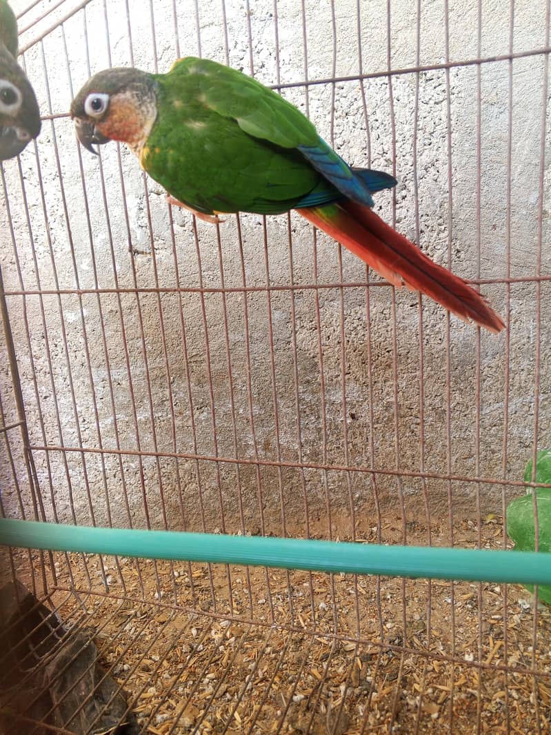Green chick breader pair available 2