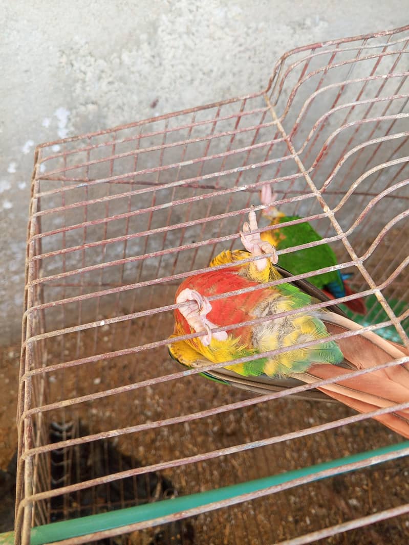 Green chick breader pair available 3