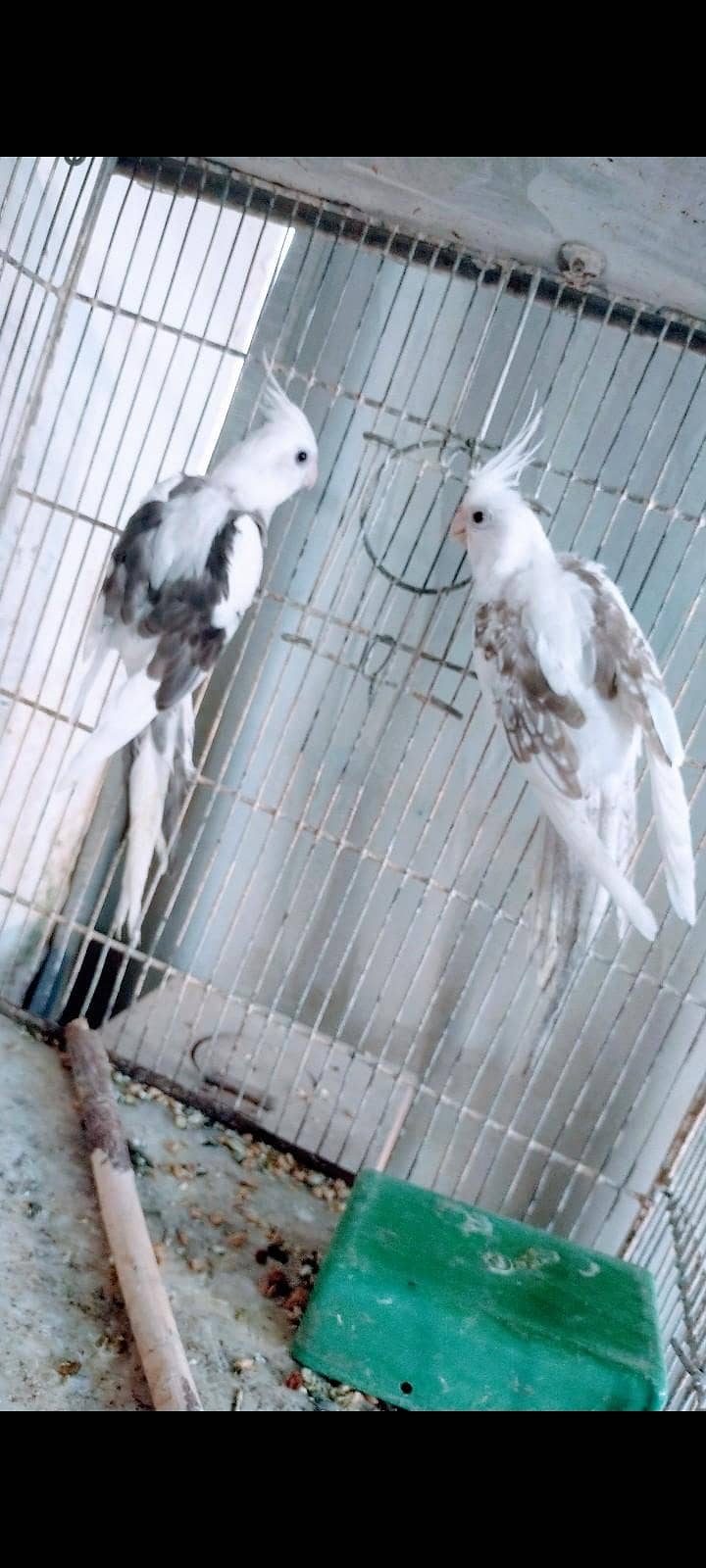 Heavy Pide young pair 0