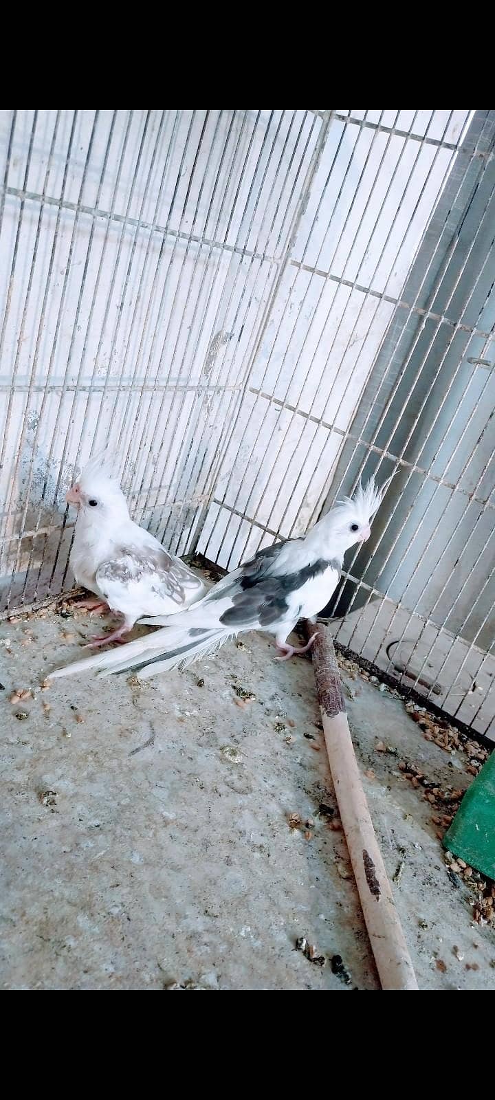 Heavy Pide young pair 1