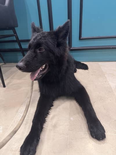 *Black German Shepherd Dog for sale*