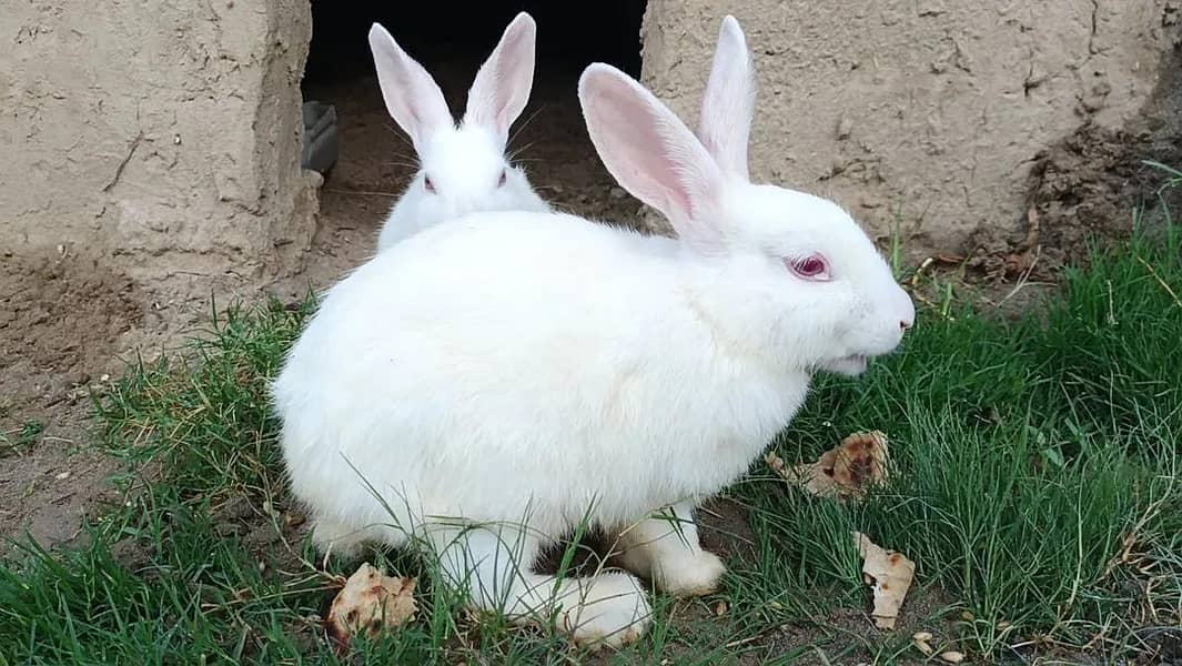 rabbit 0