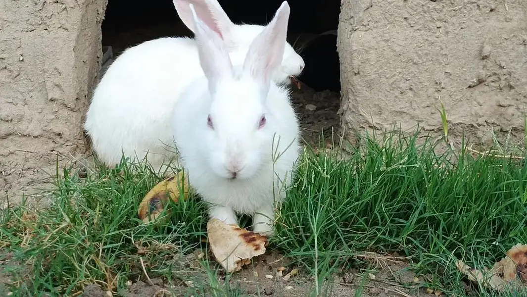 rabbit — photo 2