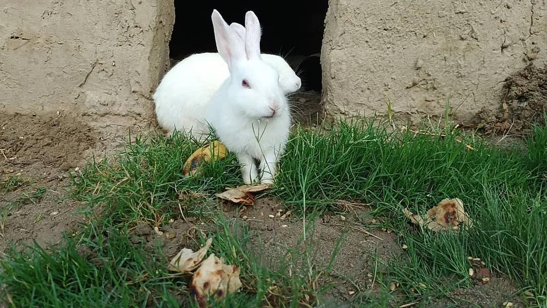 rabbit 3