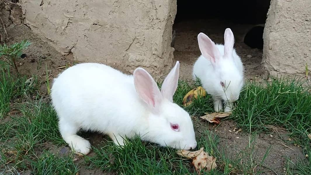 rabbit 4