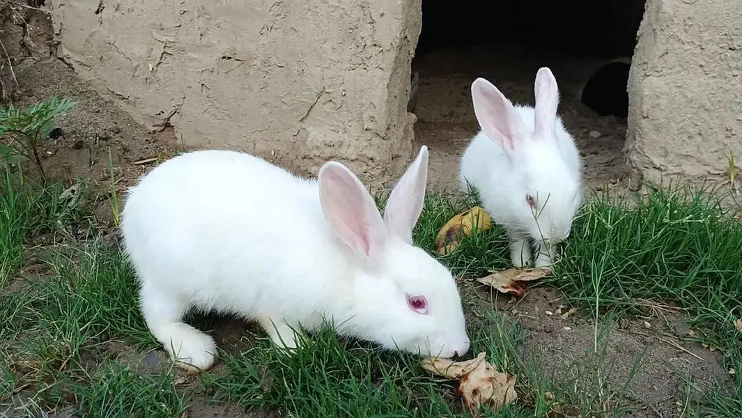 rabbit — photo 5