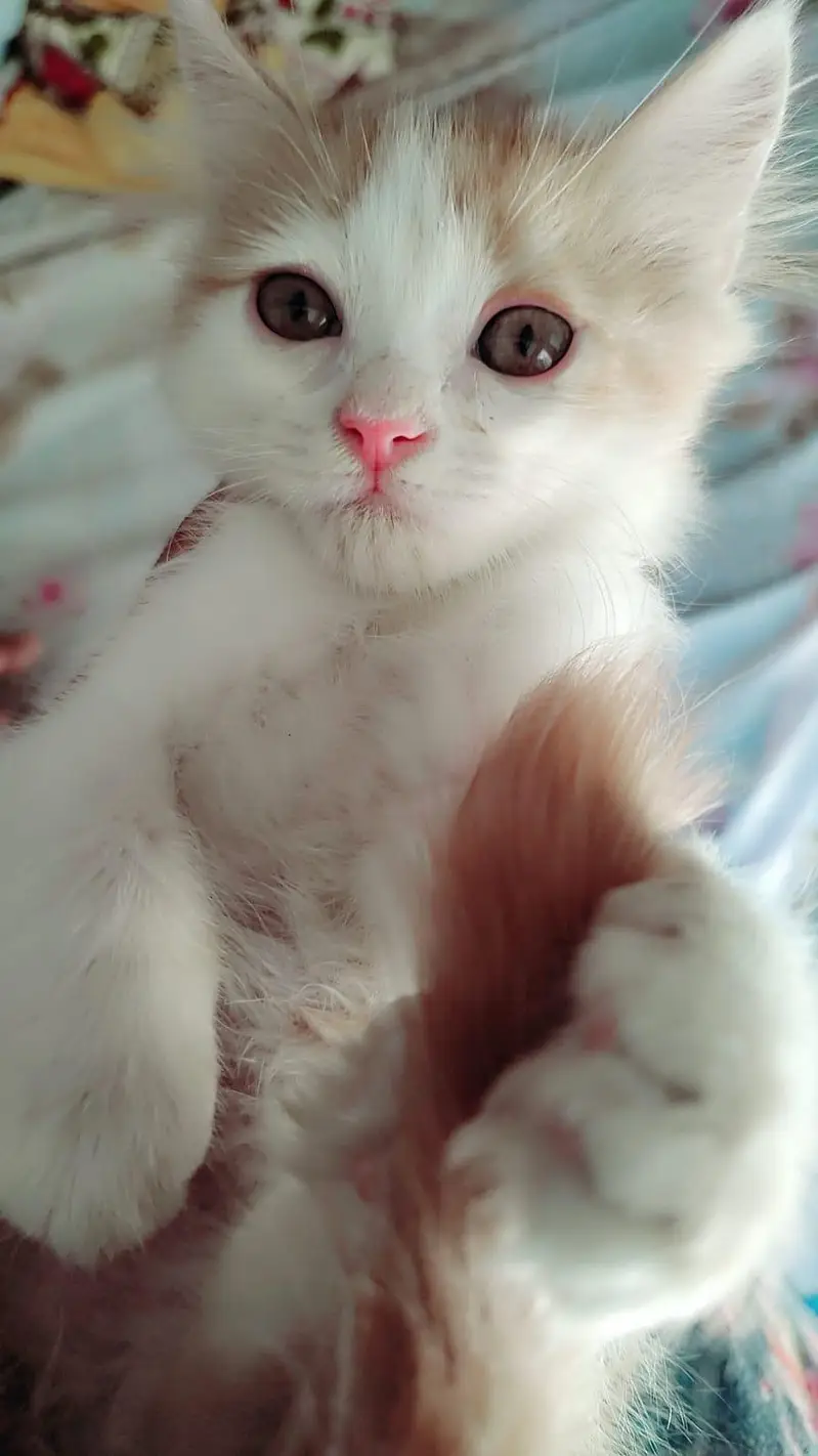 one male one female persian cats . . — photo 9