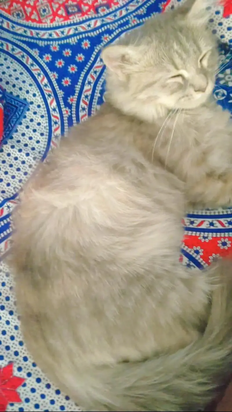 one male one female persian cats . . — photo 11